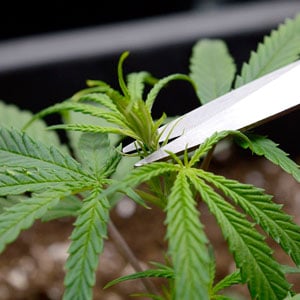 Marijuana plants scrog how to cut