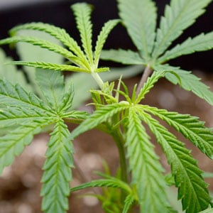 Marijuana plants scrog