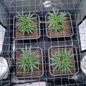 Marijuana plants scrog day 15