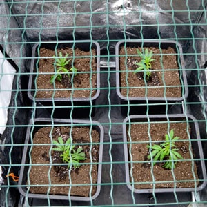 Marijuana plants scrog day 1