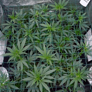 Marijuana plants scrog day 26