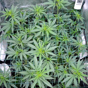 Marijuana plants scrog screen 1