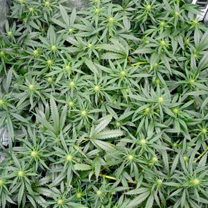 Marijuana plants scrog screen 2