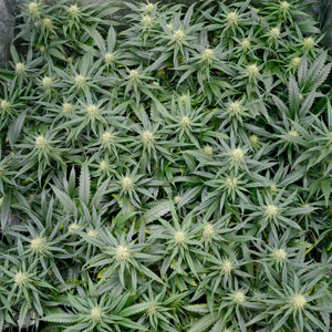 Marijuana plants scrog screen 3