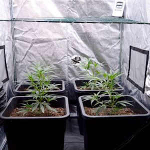 Marijuana plants scrog side 15 days