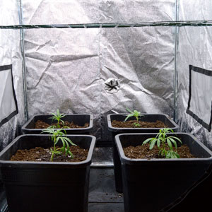 Marijuana plants scrog side 1 day
