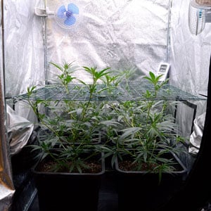Marijuana plants scrog side 26 days