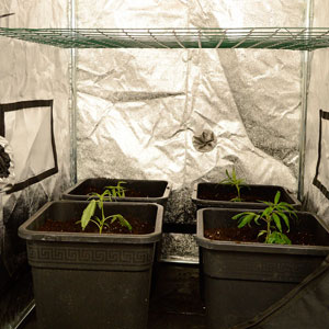 Scrog place screen double checking
