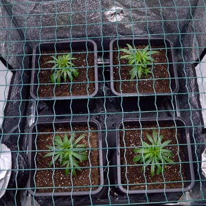 top view of marijuana plants with a screen on day 10 of scrogging