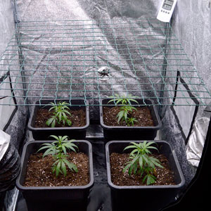 side view of marijuana plants on day 10 of scrogging