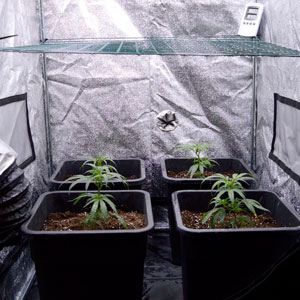 bottom view of marijuana plants on day 10 of scrogging
