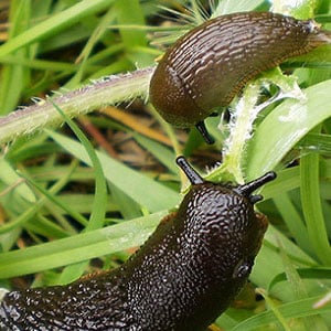 Snails and Slugs on Marijuana Plants