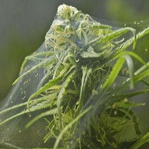 Spider Mites on Marijuana Plants
