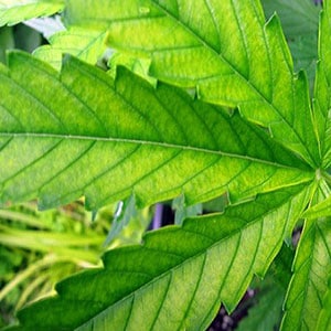 Sulfur Deficiencies in Marijuana Plants