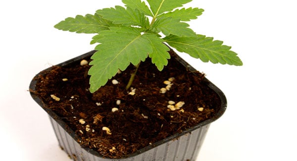 Transplanting marijuana moist soil