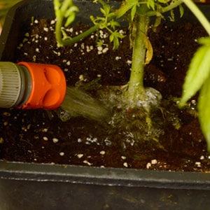 How to Water Cannabis Plants - La Huerta Grow Shop Blog