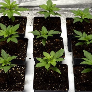 Marijuana plant week 1 vegetation