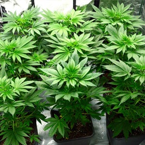 Marijuana plant week 3 vegetation