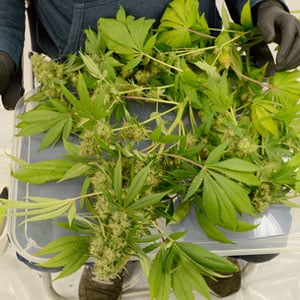 Marijuana whole plant