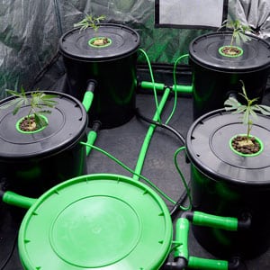 Buckets with marijuana plants