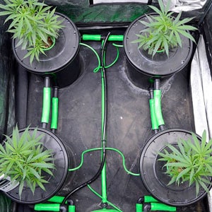 Marijuana grow in bubble buckets