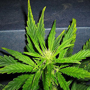 Zinc Deficiencies in Marijuana Plants