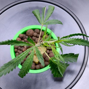 Marijuana plant growing huge roots in vegetative stage