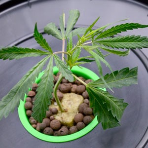 Marijuana plant growing thick stem in vegetative stage
