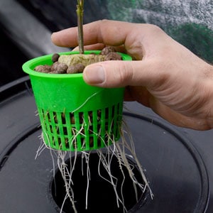 10 days old marijuana vegetative plant