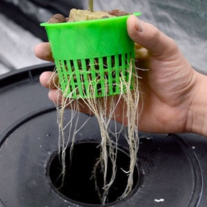 Marijuana roots turned a little yellow during vegetative stage