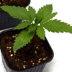 12 days marijuana plants 1/16 gallon pot
