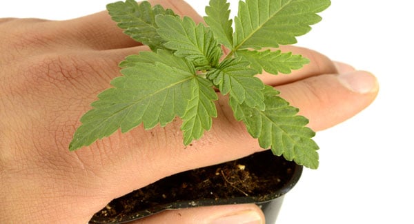 12 days marijuana plants 1