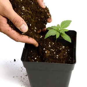 12 days marijuana plants transplant to new pot