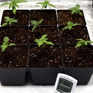 12 days transplanting marijuana plant place under lanp