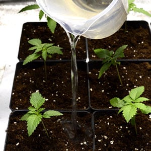12 days transplanting marijuana plant watering