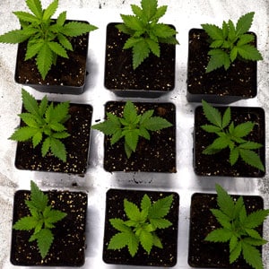 15 days of marijuana vegetative stage