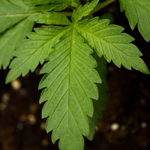 15 days of marijuana vegetative stage leaves view