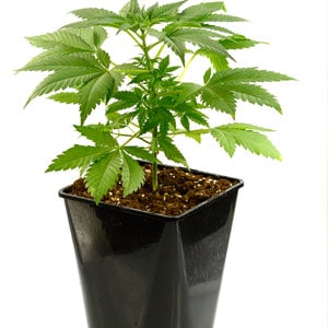 Marijuana plant during vegetative stage day 15