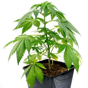 Marijuana plant during vegetative stage day 15 with no water