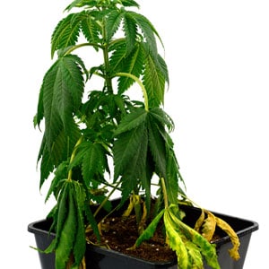 Marijuana plant during vegetative stage day 15 with zero water