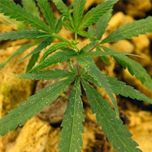 Spider mites damage on marijuana leaves