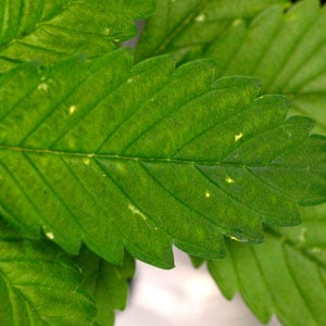 Thrips damage on marijuana leaves