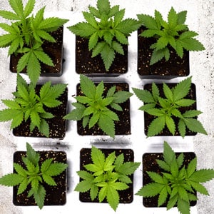 17 days of marijuana vegetative stage top view