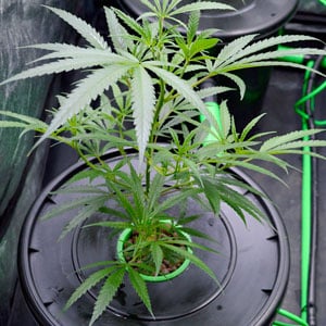 Healthy cannabis plants