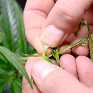 Marijuana pruning step 3