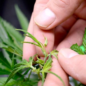 Marijuana pruning step 5