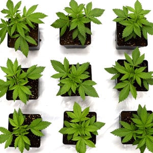 19 days of marijuana vegetative stage top view
