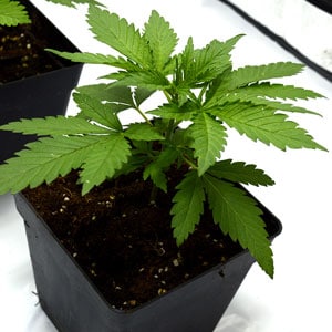 19 days of marijuana vegetative stage close view