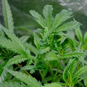 Damaged marijuana leaves