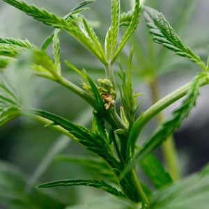 Healthy marijuana leaves after pruning 